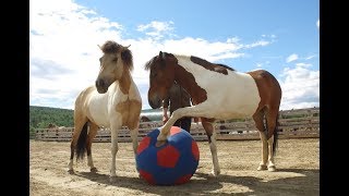 Horses playing football [upl. by Calysta]