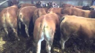 Bovin export Aubrac Viande [upl. by Bryanty]