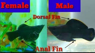 How To Identify Male And Female Balloon Molly Fish [upl. by Ranip484]