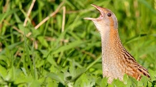 Bird sounds Corncrake call [upl. by Nyahs816]