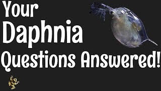 Daphnia Questions Answered [upl. by Alaehs]