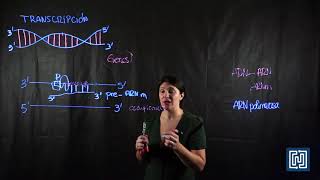 Transcripción en células eucariotas [upl. by Romalda]
