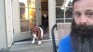 Our Bossy Basset Hound [upl. by Cristabel]