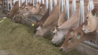 Oregon is home to the largest dairy in the nation heres a look inside [upl. by Yesdnyl809]