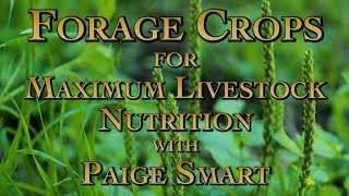 Forage Crops for Maximum Livestock Nutrition with Paige Smart [upl. by Leddy423]