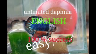 daphnia moina culture Easy way Unlimited production English  with sub Green water Chlorella [upl. by Irej643]