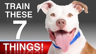 7 Things To Teach Your Dog [upl. by Madonia]