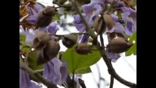 Princess Tree Paulownia tomentosa [upl. by Rammus]