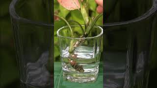 SIMPLEST Aglaonema PROPAGATION [upl. by Noid]