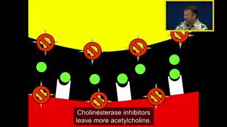 Acetylcholinesterase and Cholinesterase Inhibitors [upl. by Web]