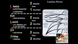 Lumbar Plexus  Everything You Need To Know  Dr Nabil Ebraheim [upl. by Hcib]