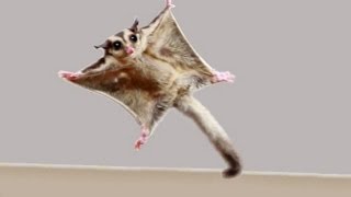 ★TOP 10 Sugar Glider Flights★ [upl. by Karola]