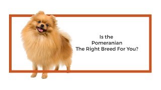 Everything you need to know about Pomeranian puppies 2019 [upl. by Burchett]