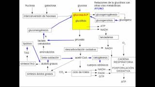 Glucosa fosforilación y desfosforilación [upl. by Gonsalve]