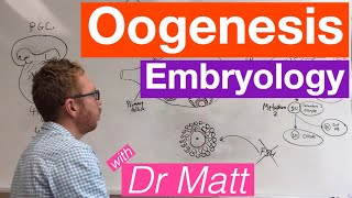 Oogenesis  Embryology [upl. by Enait]