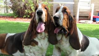 Maple Street Bassets Kennel Video [upl. by Lionello]