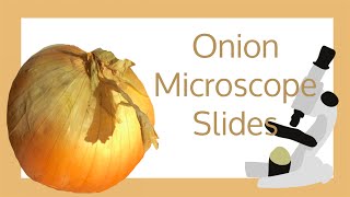 Onion Cell Microscope Slide Experiment [upl. by Betsy]