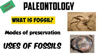 what is paleontology All basic concepts related to fossil [upl. by Fedora933]