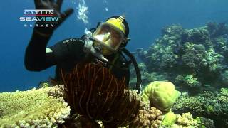 Seaview Science Video Crinoids [upl. by Nolitta]