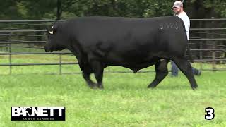 Barnett Angus Ranches Lot 3 [upl. by Hibbitts611]