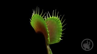 Deadly Plants Killing Bugs  Carnivorous Plant Timelapse [upl. by Leonore]