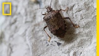 Fighting the Invasive Stinkbug  National Geographic [upl. by Rothstein]