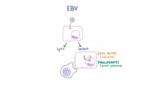 Epstein Barr Virus EBV and Cancer [upl. by Akaenahs]