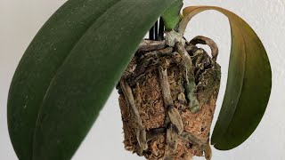 My Orchid Is Dying Phalaenopsis Orchid Rescue Repotting [upl. by Heddy]