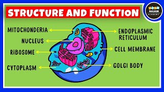 Structure and Function of a Cell  Cell Organelles  Biology [upl. by Roderich]