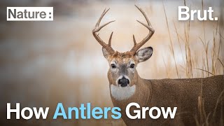 How Antlers Grow [upl. by Tinaret]