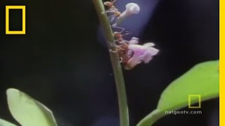 Leafcutter Ants  National Geographic [upl. by Hoem674]