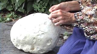 Edible Mushrooms Giant Puffball [upl. by Odlaner]