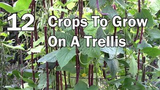 Vertical Gardening  12 Vegetables That Can Be Grown On A Trellis [upl. by Randolph]