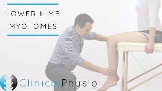 Lower Limb Myotomes  Clinical Physio [upl. by Iveson]