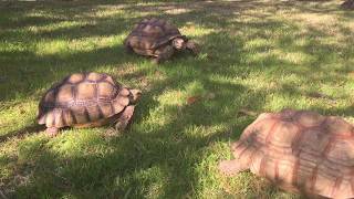 How To Gender a Sulcata Tortoise [upl. by Haggerty747]