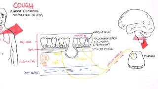 Physiology of Coughing [upl. by Aibos]