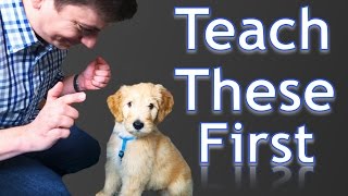 3 Easy Things to Teach your NEW PUPPY [upl. by Bergess838]