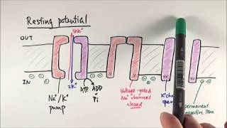 Renal blood flow RBF autoregulation Tubuloglomerular Feedback [upl. by Norak473]