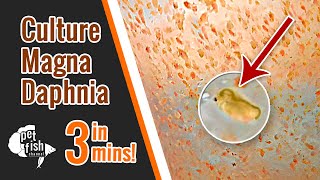 How to culture DAPHNIA MAGNA  The easy way [upl. by Sikko]