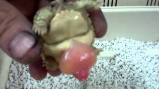 Sulcata Tortoise Hatching 6 [upl. by Altis290]