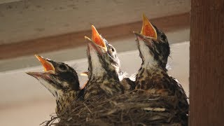 American Robin Behavior and Habits [upl. by Shanleigh529]