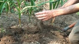 Harvesting Curing and Storing Garlic [upl. by Koralle]