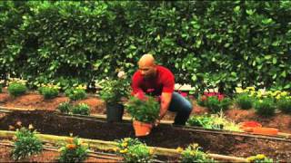 How to Plant Perennial Gardens [upl. by Nirtak166]