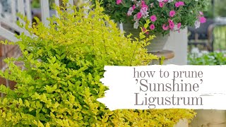 Transform Your Sunshine Ligustrum Pruning Tips for Brilliant Color [upl. by Nabetse]