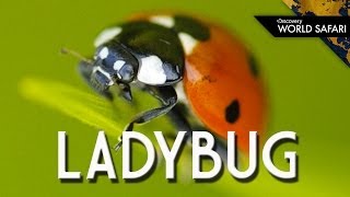 Ladybugs Come In Many Different Colors [upl. by Marley]