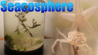 Huge Natural Saltwater Ecosphere  Starfish crabs and a lot more [upl. by Fernandez509]