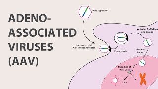 1 Adeno Associated Virus AAV  An Introduction [upl. by Nehgaem]