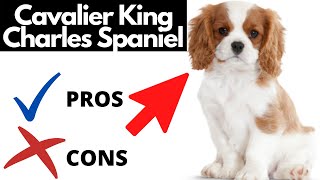 Cavalier King Charles Spaniel Pros And Cons SHOCKING [upl. by Olly955]