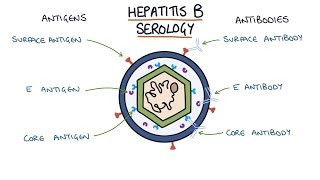 Understanding Hepatitis B Serology Results [upl. by Revorg]