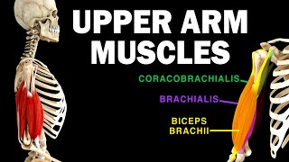 UPPER LIMB MUSCLES 36  UPPER ARM MUSCLES [upl. by Roderic]